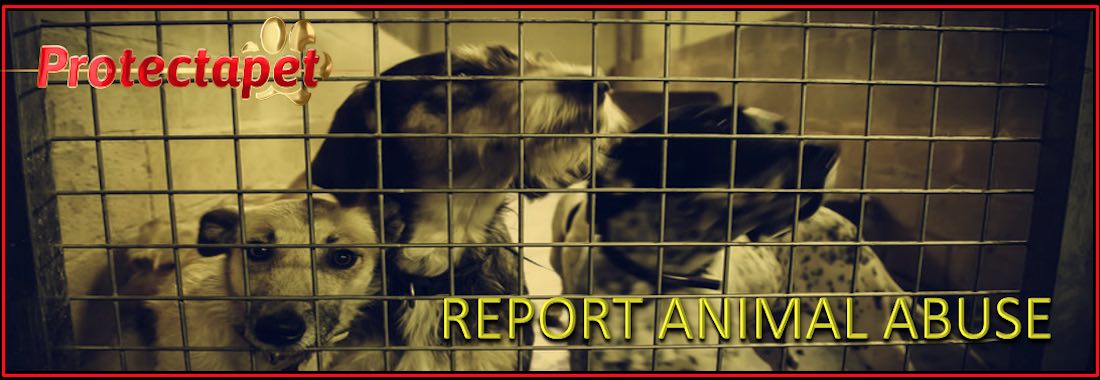 A Protectapet page on how to report animal abuse in Spain with three dogs in a cage.
